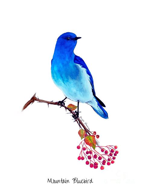 Mountain Bluebird Drawing By Misa Harman Fine Art America
