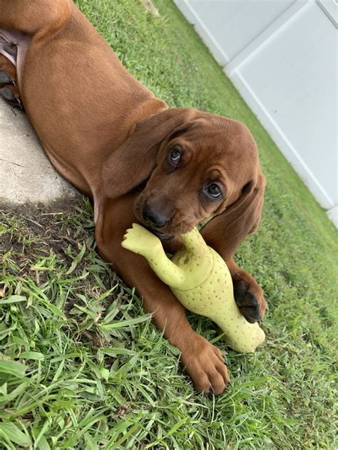 On wuuff all the puppies for sale are raised by experienced breeders who are focused on the three pillars of quality, health and love for their dogs. Redbone Coonhound Puppies For Sale | Jacksonville, NC #338003