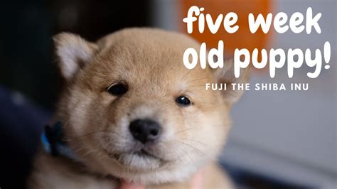 8 week old shiba inu puppies. Fuji the Shiba Inu Puppy - 5 Weeks Old! | 五周大的柴犬小狗! - YouTube