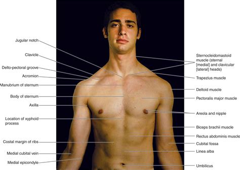 Upper Body Surface Landmarks Of The Muscles Posters Hot Sex Picture