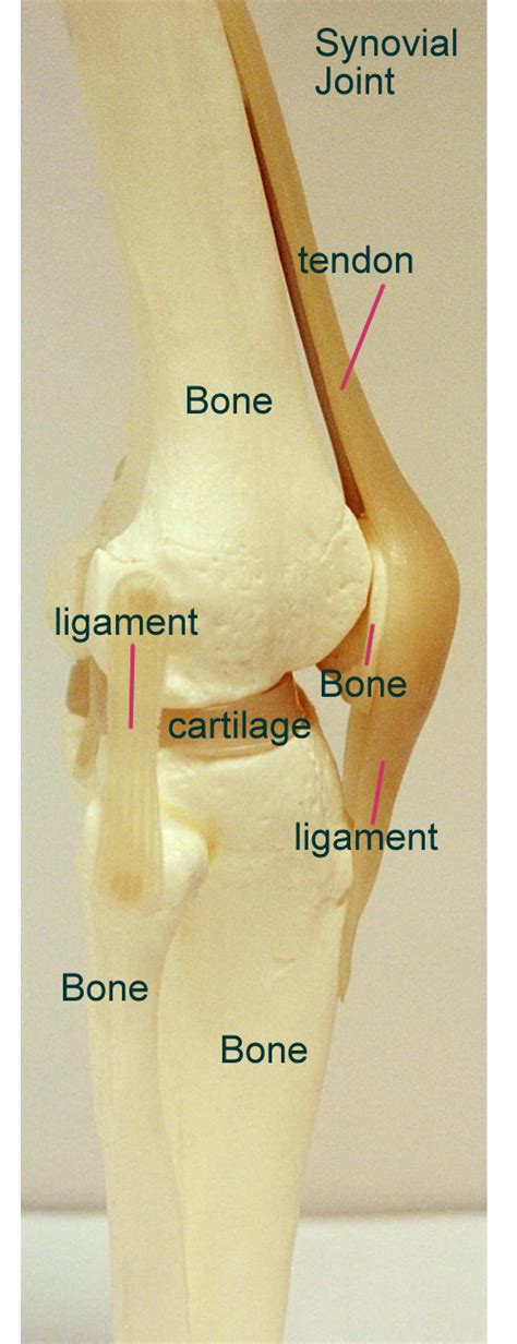 Structure Of Long Bone Labeled / Types Of Bones Long Bones Short Bones Sesamoid Flat Irregular ...