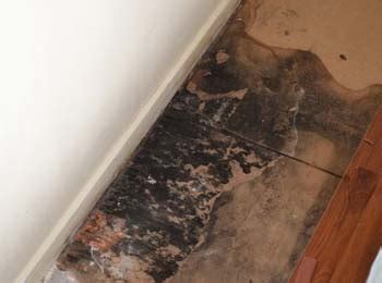 If you see growth on your carpet, it's most likely mold. Black Mold on Floors? 7 Best Tips to Remove and Clean Floor!
