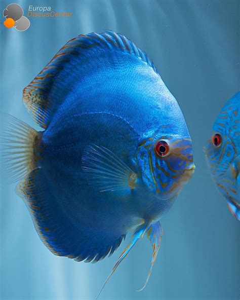 Cobalt Blue Discus Male ⠀ Tropische Vissen Aquariumvissen Discusvis