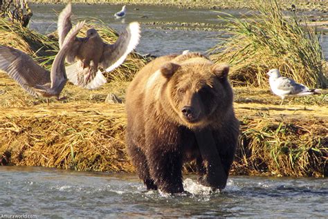 Los 10 Animales Más Grandes Del Mundo Oso Kodiak