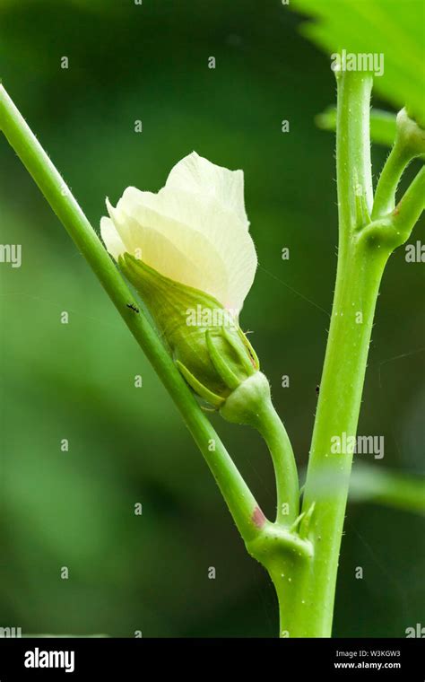 Okra Flower Bud Okra Seeds Stock Photo Alamy