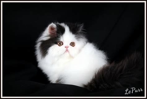 1900 x 950 jpeg 996 кб. Black and White Persian Kitten Photo Gallery| Black and ...