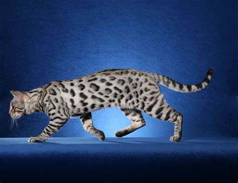 Image Detail For Silver Bengal Kittens For Sale Pet Breeder Show
