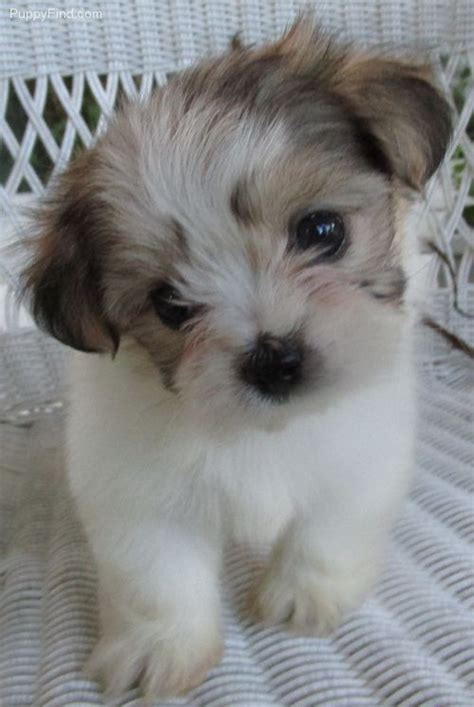 Healthy, happy and akc registered, dreamcatcher hill of illinois has pug puppies available for a forever home. Mi-ki puppy (aka what my dog is) are the cutest puppies ...