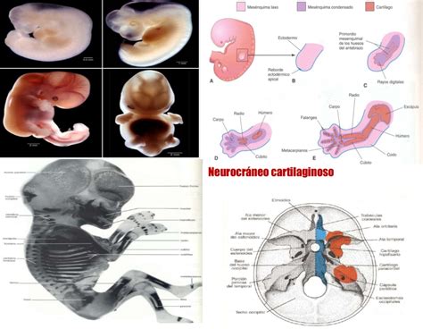 Embriología Sistema esquelético articular Sistema esqueletico