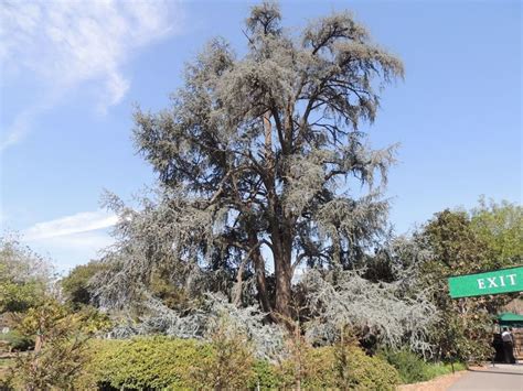 Plantfiles Pictures Cedrus Blue Atlas Cedar Glauca Cedrus