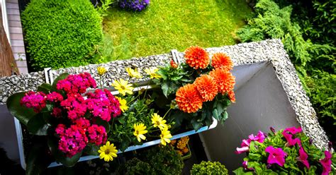 Scegliere I Fiori Da Piantare Per Decorare Terrazzo E Giardino Con L