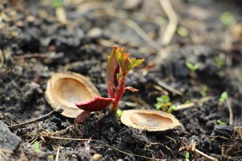 How To Grow An Apricot Tree From Seed Minneopa Orchards
