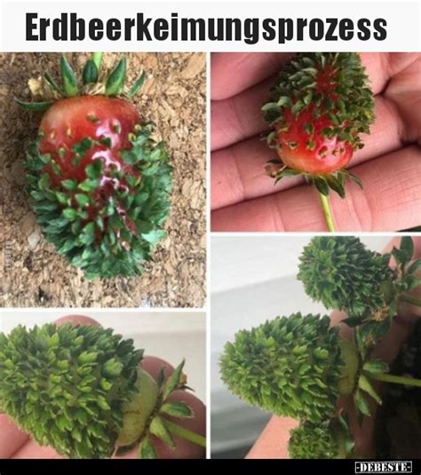 Erdbeerkeimungsprozess.. - DEBESTE.de