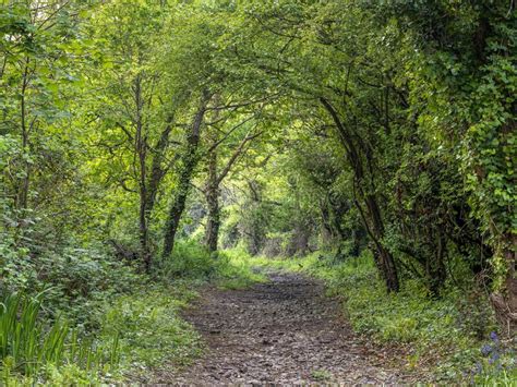 Nature Reserve Tree Woodland Path Picture Image 117886102