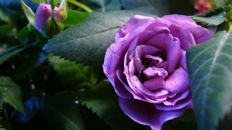 Beautiful Purple Roses In The Garden Wallpapers And Images Wallpapers