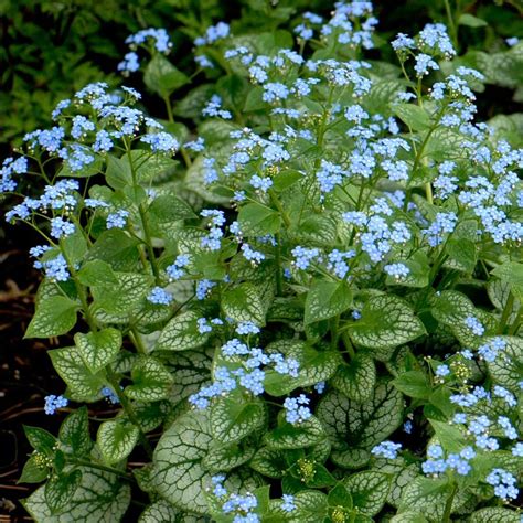 Perennial Plant Pick For 2012 Jack Frost Brunnera ⋆ North Coast