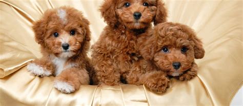 The puppies go outside very often during the day which is a start to their housebreaking. Poodle puppies for sale - Fancy Puppy