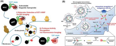 Recent Advances In Bioimaging For Cancer Research Intechopen