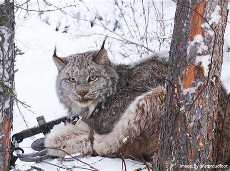 Nearly 20 Lynx Caught In Traps In Maine This Fall As Trapping Rules