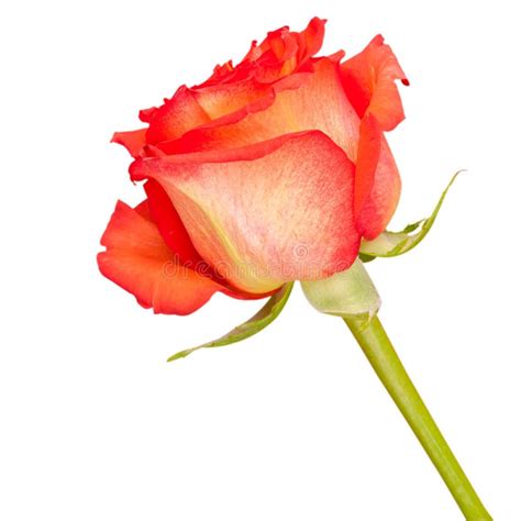 Red Rose Isolated On White Stock Photo Image Of Flower 29954018