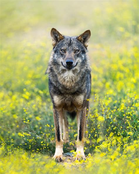 Iberian Wolf Photograph By Fegari Fine Art America