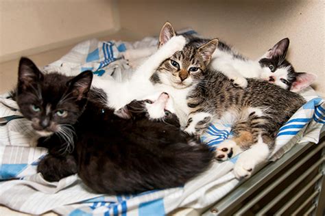 Baby Kittens For Adoption Friendicoes Kitten Adoption Delhi Ncr Only