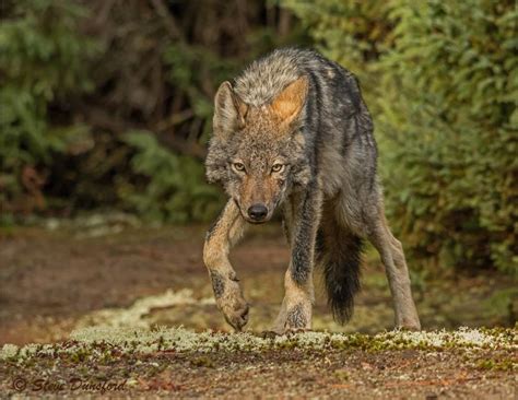 Specifically, it is eastern standard time (est) when. Eastern Wolf | Wolf Conservation Center