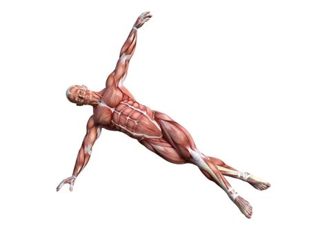 3d Rendering Male Anatomy Figure On White Stock Photo By ©photosvac