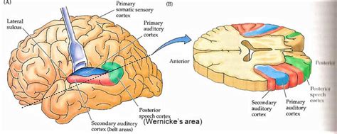 Auditory Cortex Auditory Area Of Brain Location And Function
