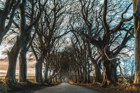 Tips For Visiting The Dark Hedges In Northern Ireland Pages Of Travel