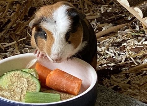 How Much Does A Guinea Pig Cost 2024 Price Guide Pet Keen