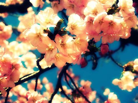 Cherry Blossoms By Vanessyca71 On Deviantart