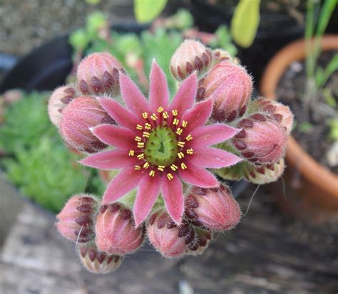 Pink ice plant , aka corpuscularia lehmannii is a popular succulent with thick leaves layering on each other in opposing pairs like a tower. Succulent Succulent | plants | Pinterest | Cacti, Plants ...