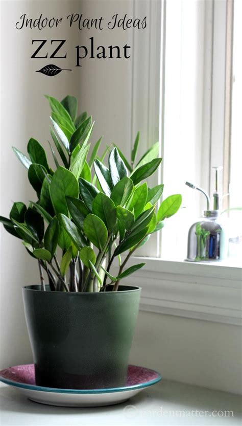 Indoor Plant Ideas The Zz Plant Dan330