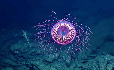 How Scientists Use Bioluminescent Deep Sea Creatures To