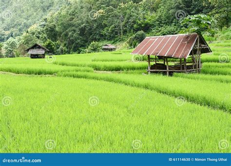 Green Rice Fields In Thailand Stock Photo Image Of Green Chiangmai