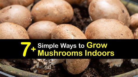 7 Simple Ways To Grow Mushrooms Indoors