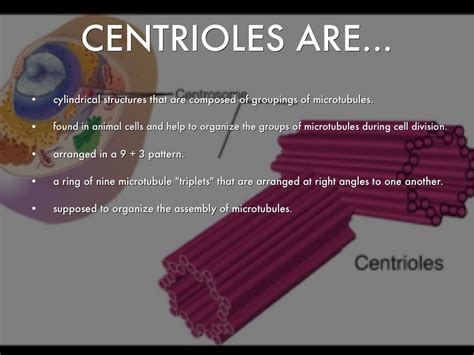 Microtubules are the largest cytoskeletal filaments in cells, with a diameter of 25 while both animal and plant cells have microtubule organizing centers (mtocs), animal cells also have centrioles associated with the mtoc: Cupcake Cell! by Sasha Roberts