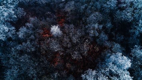 The Red Ice Forest Hd Nature 4k Wallpapers Images