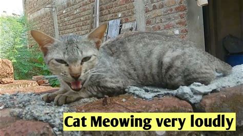 Cat Meowing Very Loudly Cat Meowing Youtube