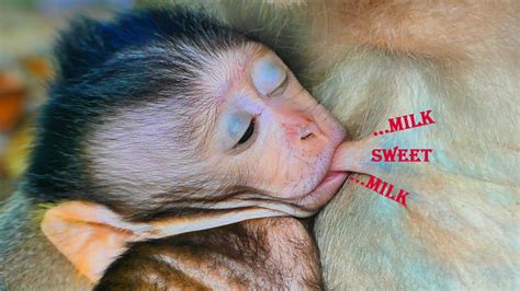 Baby Monkey Salis Is Drinking Milk So Fast On The Breast That His Mother YouTube