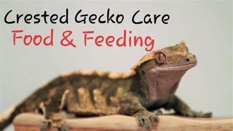 Crested Gecko Care Ep 3 Food And Feeding Youtube