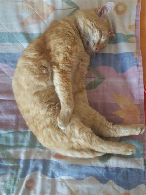 Psbattle Sleeping Cat Photoshopbattles