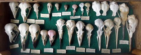 Sarah Mccartney Bird Skull Update