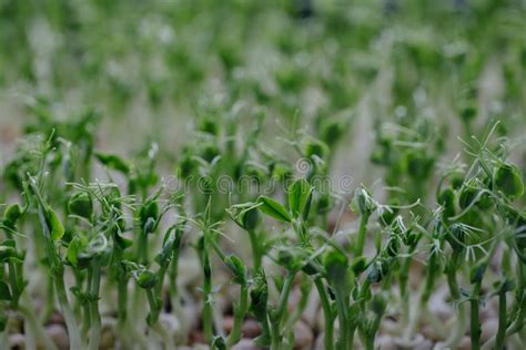 Organic Pea Sprouts Grow Stock Photo Image Of Growingup 83772496