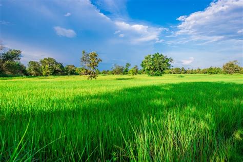 Premium Photo Green Rice Fields In Thailand