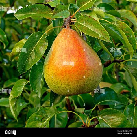 Pear Doyenne Du Comice Pyrus Communis Pears Growing On Tree Garden