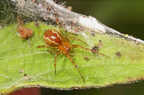 Small Cobweb Spider Anelosimus Studiosus Bugguidenet