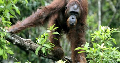 Experts List 25 Most Endangered Primates