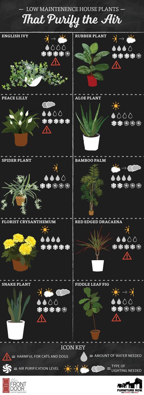 Plants, moreover, that often need many hours of light per day; Low-Maintenance House Plants That Purify the Air - The ...